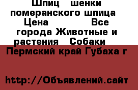 Шпиц - шенки померанского шпица › Цена ­ 20 000 - Все города Животные и растения » Собаки   . Пермский край,Губаха г.